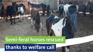 Semiferal horses rescued thanks to welfare call [upl. by Doralyn]