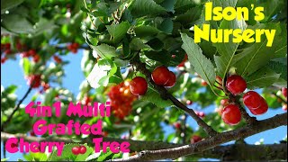 4 in 1 Multi Grafted Cherry Tree from Isons nursery [upl. by Yruoc470]