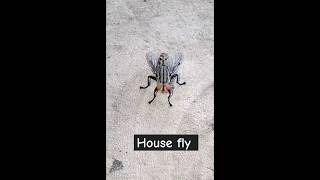 house fly102 shorts viral [upl. by Ilam746]