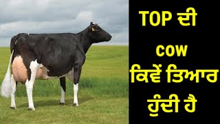 BEST COW ready karn vaste ki cheez bhut important hai [upl. by Khajeh]