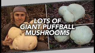 Lots Of Giant Puffball Mushrooms [upl. by Arhna]