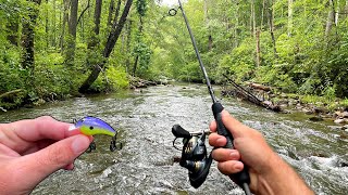 Multi Species Creek Fishing in Mountain Stream [upl. by Enytsirk83]