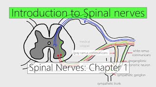 Spinal Nerves Introduction  Nervous system  4K  Chapter 1 [upl. by Anahs410]