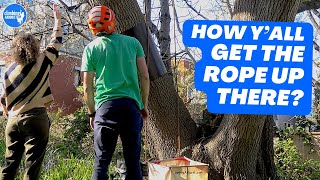 How to get a ROPE high in a TREE pro arborist explains that common question [upl. by Llenna781]