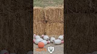 Farm Games at the Pumpkin Patch  October 12th TapCat Fever Daily Code [upl. by Grannia966]