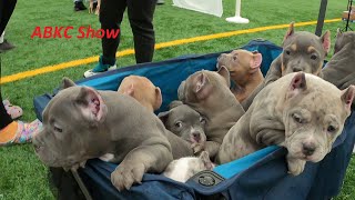 American Bully ABKC show PA april 2023 [upl. by Trudnak]