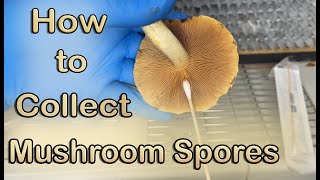 How to Collect Mushroom Spores  Spore Print amp Swab [upl. by Clougher102]