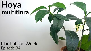 How To Care For Hoya multiflora  Plant Of The Week Ep 34 [upl. by Oniotna661]