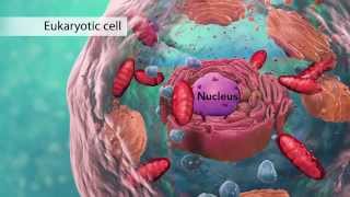 Biology Cell Structure I Nucleus Medical Media [upl. by Cran233]