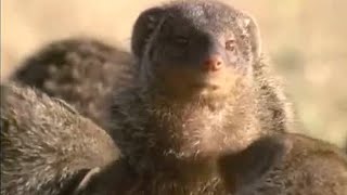 Banded Mongooses Grooming and Looking Out for Danger  Bands on the Run  BBC Earth [upl. by Ij728]