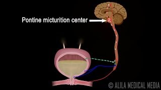 Micturition Reflex  Neural Control of Urination Animation Video [upl. by Keyser]