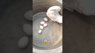 pigeon laying 5 eggs magic 🪄 🕊😱kabutar bird shortsfeed kabootar birdspecies [upl. by Nnylharas]