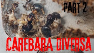 Carebara Diversa part 2 The Ant MerchantAsian Marauder Ants 4K [upl. by Nwahshar946]