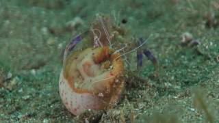 Anemone hermit crab getting into a shell with a cloak anemone [upl. by Ern]