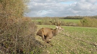 Chasse Cerfs Sangliers Chevreuils et Renards  Best Of Saison 20182019 [upl. by Notniuqal]