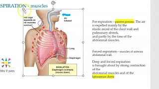 Anatomy Thorax Muscles of Respiration Inspiration Expiration Breathing normal quiet deep forced [upl. by Whiffen]