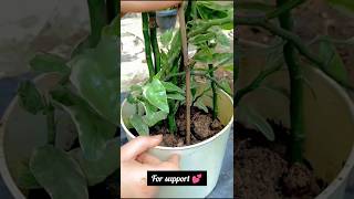 Reporting my Euphorbia tithymaloides plant💕 🪴🌱plantloveranthophile gardeningcristmascandle 🌱🪴🫶🏻 [upl. by Lalad]