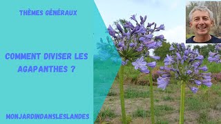 Comment diviser les agapanthes  Monjardindansleslandes [upl. by Reynolds]