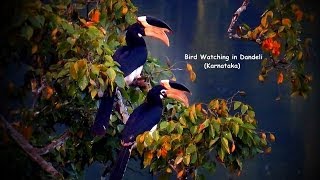 Bird Watching in Dandeli  Karnataka [upl. by Meraree168]