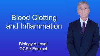 A Level Biology Revision quotBlood Clotting and Inflammationquot [upl. by Ful806]