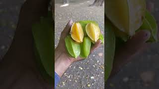 Star Fruit Averrhoa carambola unripened fruit starfruit beauty satisfying nature orchard [upl. by Modnar]