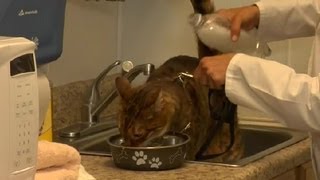 How to Bathe Kittens With Fleas  Cat Health Care amp Behavior [upl. by Adamek605]