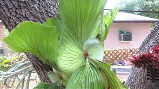 How to grow the elephant ear staghorn fern [upl. by Cleavland]