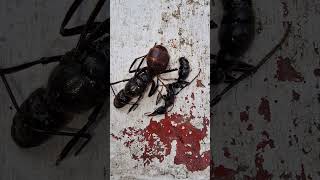 Myrmecia pyriformis vs Dinomyrmex gigas size taille [upl. by Sakul]