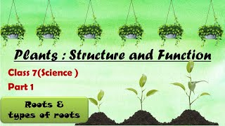 Plants ROOTS amp Their types I Adventitious roots I Tap Roots amp Fibrous roots Class 7Part 1 [upl. by Anneirda832]