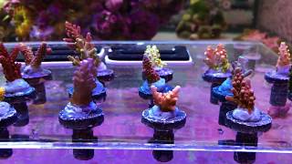 Fraghouse Corals Frag Pack Unbox [upl. by Airot]