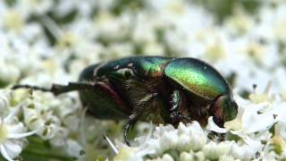 Gemeiner Rosenkäfer Cetonia aurata [upl. by Publia]