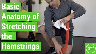 Basic Anatomy of Stretching the Hamstrings  Ep 102  Movement Fix Monday  Dr Ryan DeBell [upl. by Terti]