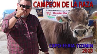 Toro Suizo EuropeoCampeón de la razaExpoFeria Tizimín 2023 [upl. by Attey]