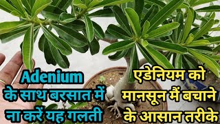 Full Care of Adenium Plant in Rainy Season  बरसात में एडेनियम को कहा रखे Monsoon care of Adenium [upl. by Mandal]