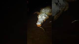 Searching for a 20 foot Burmese python in the Everglades snakewildlifeanimalsalligatoryoutube [upl. by Ag]