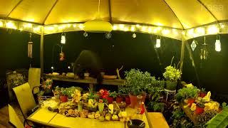 Bear Tiptoes Through Decorations on Pennsylvania Deck [upl. by Eiresed]