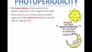 Photoperiodism IB Biology [upl. by Dosi]