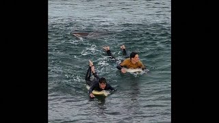 Caught on Camera Shark bites surfers leg in Australia [upl. by Nudd]