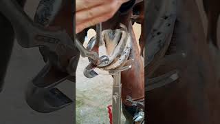 hoof horse animalwelfare asmr farriersoftiktok horseshoe farrier satisfying hoof care [upl. by Renrag]