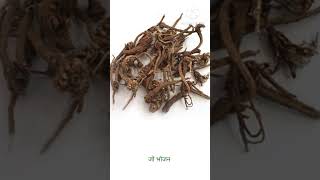 Uses of akarkara in Hindi। अकरकरा के फायदे akarkarashorts ytshortsdigestivesystem [upl. by Zetroc]