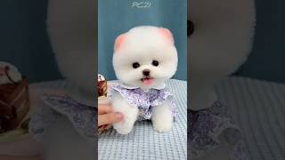 dog videos 😍💖 shorts puppy dog [upl. by Hnamik802]