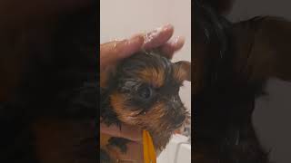 Guccis first bath cute smalldogs yorkie [upl. by Wordoow]