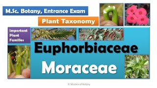 Euphorbiaceae amp Moraceae  MSc Botany Entrance  Angiosperm Families  Important Notes [upl. by Nidnal370]