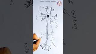 How to Draw Neuron shorts neurondrawing habibdrawingschool [upl. by Eeluj940]