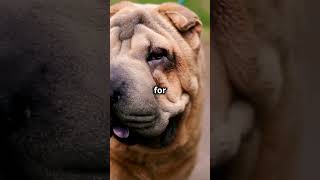 What Makes Shar Pei Dogs So WRINKLY and Lovable [upl. by Aihsekram239]