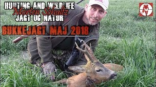 Bukkejagt  Roe buck hunting 223rem 55gr GMX [upl. by Kurzawa719]