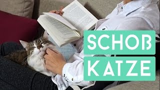 Wie wird Katze zur verschmusten Schoßkatze [upl. by Arad]