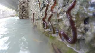 New Zealand Baby Eels Elvers [upl. by Channa721]