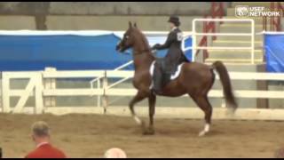 Best of 2014  Saddle Seat Equitation World Cup [upl. by Meingolda897]