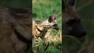 The Gentle and Mysterious Aardwolf aardwolf animalfacts animalkingdom wildlife Africa [upl. by Giulia]